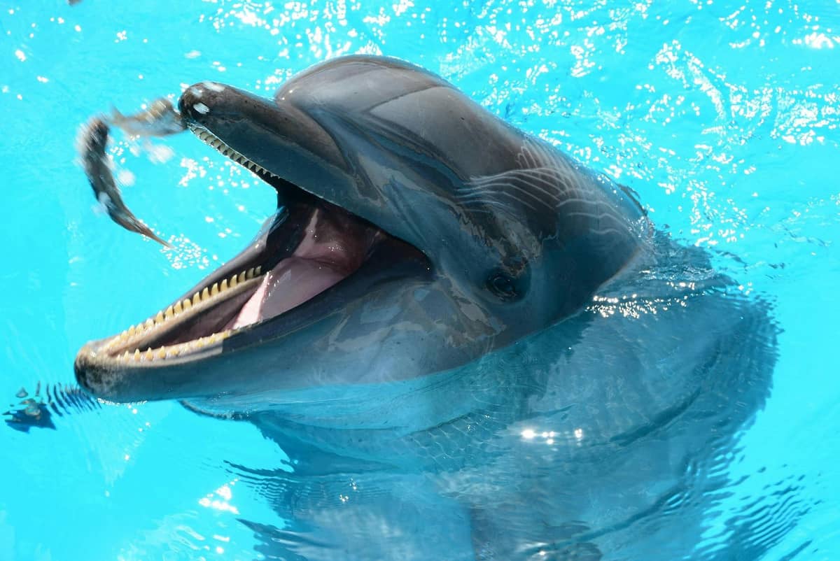 Visit the Dubai Dolphinarium